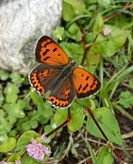 Lycaena panava