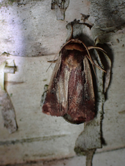 Ochropleura