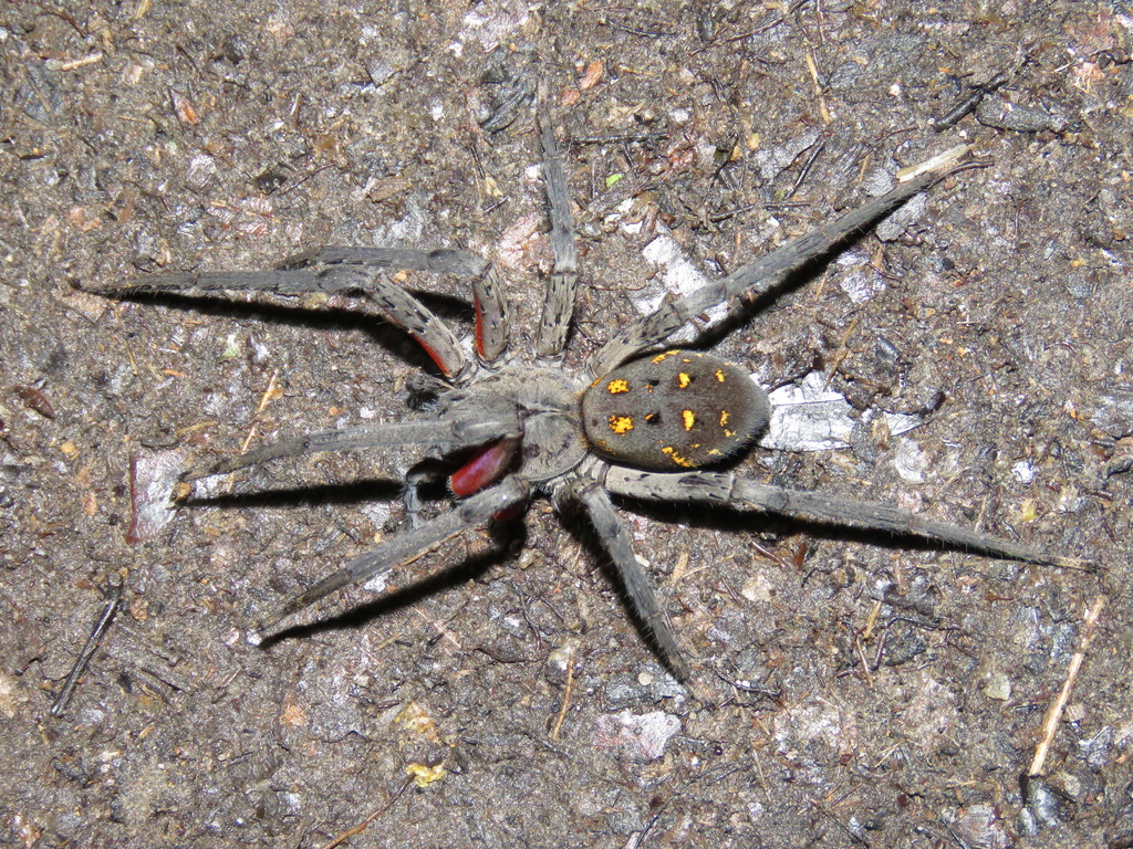 Wandering Spiders from Kailo, Democratic Republic of the Congo on ...