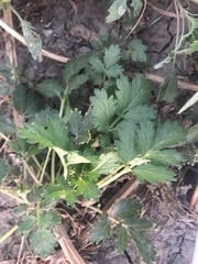 Potentilla paradoxa