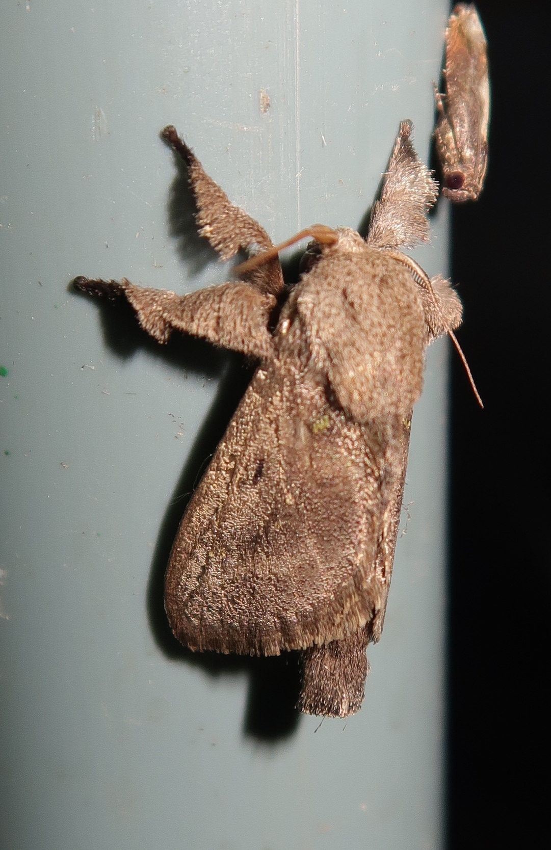 Euclea norba image
