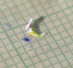 Muraltia arachnoidea