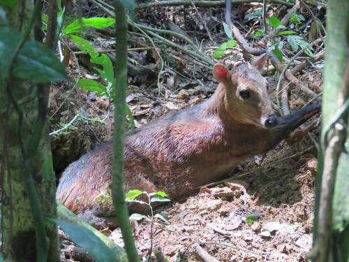 Bay Duiker
