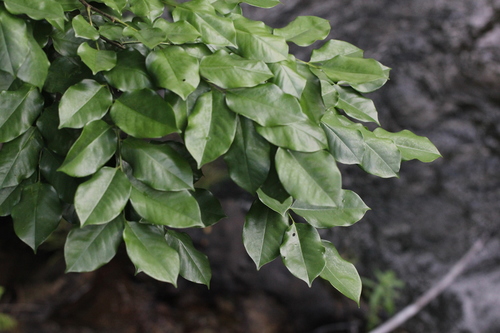 Image of Pterocarpus indicus by no rights reserved