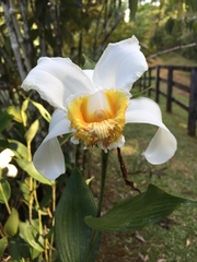 Sobralia chrysostoma