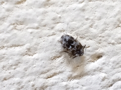 Trogoderma sternale aspericolle