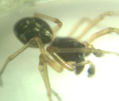 Pachygnatha degeeri