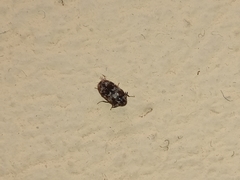 Trogoderma sternale aspericolle