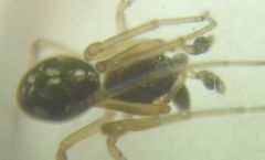 Pachygnatha degeeri
