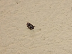 Trogoderma sternale aspericolle