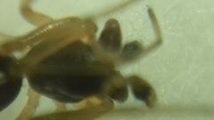 Pachygnatha degeeri