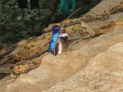 Hypolimnas salmacis salmacis