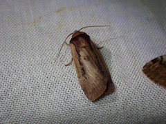 Ochropleura