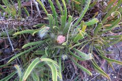Protea denticulata