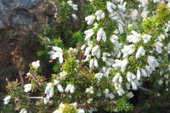 Erica penicilliformis