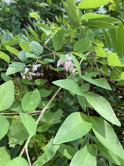 Robinia pseudoacacia