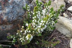 Erica penicilliformis
