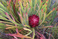 Protea denticulata
