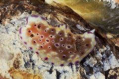 Goniobranchus tennentanus