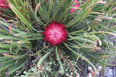 Protea denticulata
