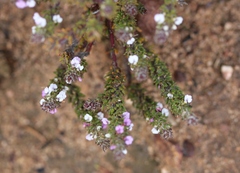 Muraltia arachnoidea