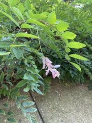 Robinia pseudoacacia