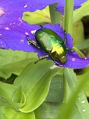 Calomacraspis splendens