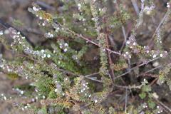 Muraltia arachnoidea