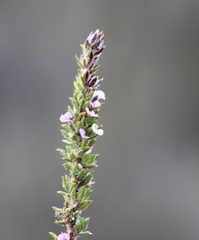 Muraltia arachnoidea