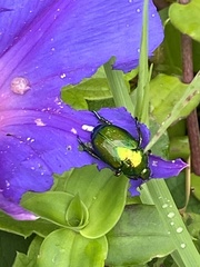 Calomacraspis splendens