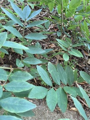 Robinia pseudoacacia