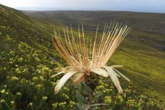 Protea aurea potbergensis