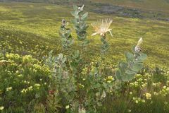 Protea aurea potbergensis