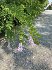 Robinia pseudoacacia