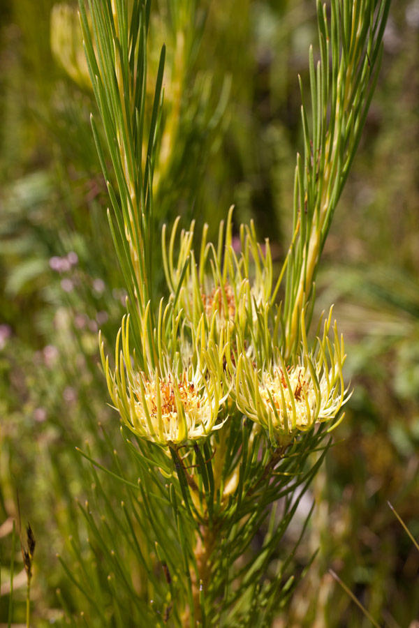 Needleleaf Featherbush
