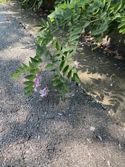 Robinia pseudoacacia