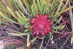 Protea denticulata