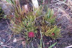 Protea denticulata