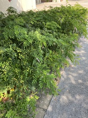 Robinia pseudoacacia