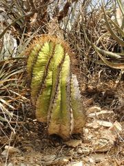 Astrophytum ornatum