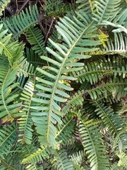 Dicranopteris flexuosa