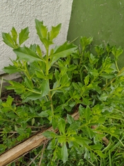 Baccharis conferta