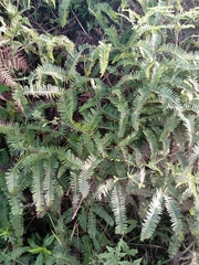 Dicranopteris flexuosa