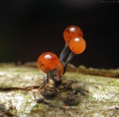 Stilbocrea gracilipes