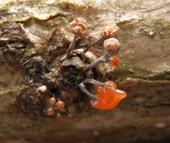 Stilbocrea gracilipes