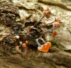 Stilbocrea gracilipes