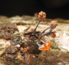 Stilbocrea gracilipes