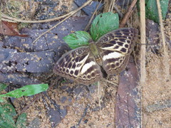 Apectinaria