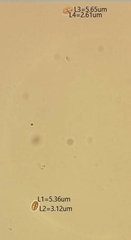 Stilbocrea gracilipes