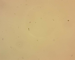 Stilbocrea gracilipes